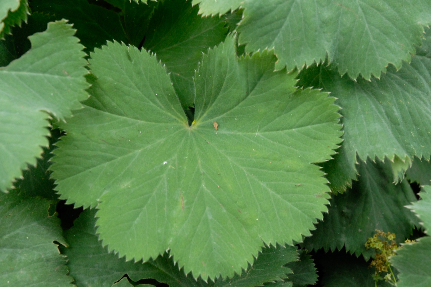 Lady's Mantle